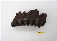 藏品(印度劍齒象下顎骨化石(模))的圖片